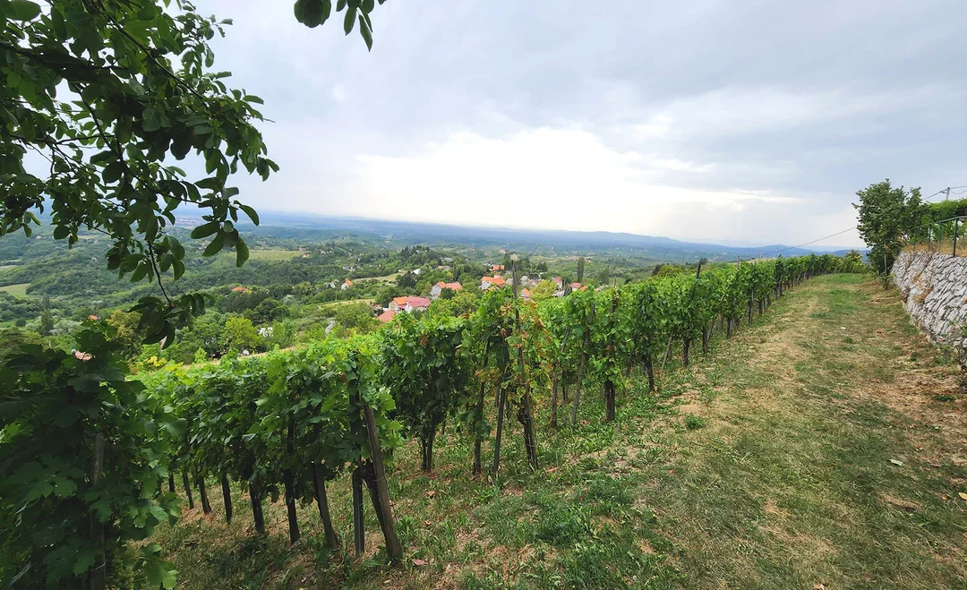 Wine Tasting Croatia – Take your taste buds on a tour