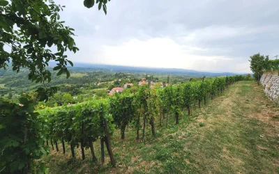 Wine Tasting Croatia – Take your taste buds on a tour